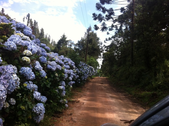 road field with French hydrangeas